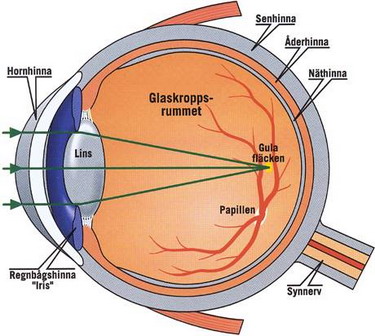 tecknad bild på ögats anatomi
